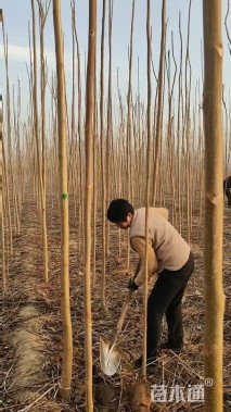 3.5公分臭椿