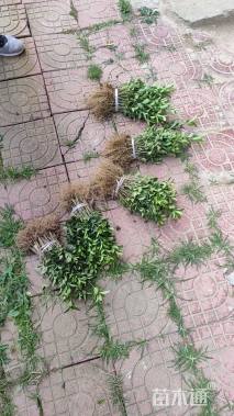 高度10厘米大叶黄杨