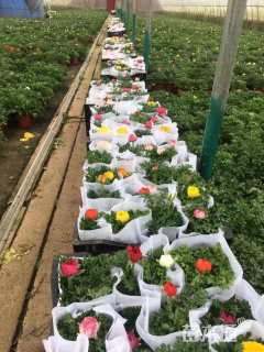 高度20厘米花毛茛