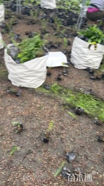 高度18厘米肾蕨