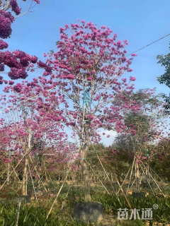 14公分紫花风铃木