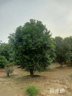 高度450厘米丛生大叶女贞