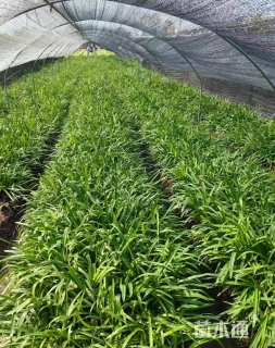 高度30厘米百子莲