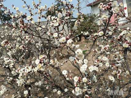 高度120厘米龙游梅