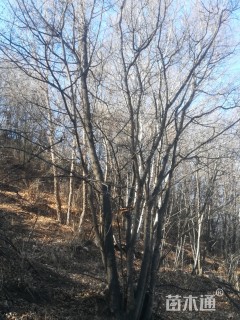 高度100厘米丛生五角枫