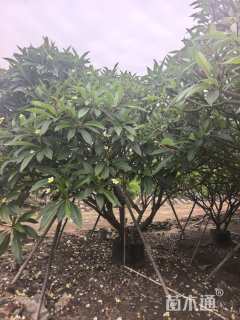 22公分黄花鸡蛋花