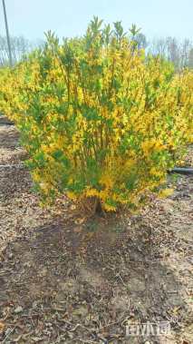 高度80厘米连翘