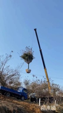 12公分染井吉野樱