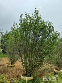 高度400厘米丛生木槿
