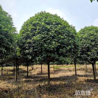 15公分桂花