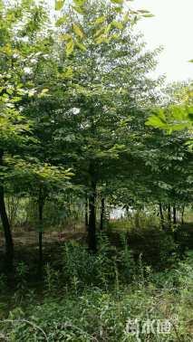 20公分美国紫树