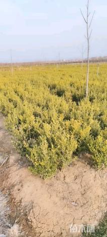 高度80厘米瓜子黄杨