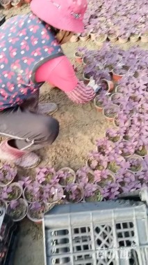 紫叶榨酱草
