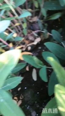 高度35厘米金丝桃