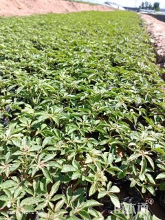 高度20厘米醉蝶花