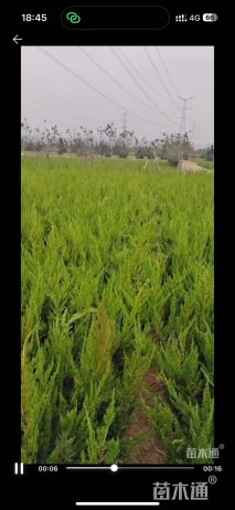 高度20厘米侧柏