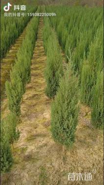 高度50厘米桧柏