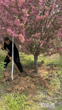 14公分亚当海棠