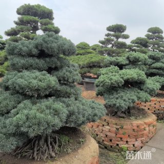 高度280厘米金叶五针松