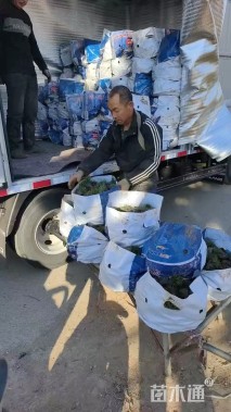 高度10厘米青绿苔草