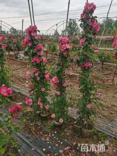 80厘米藤本月季