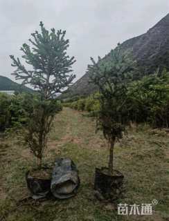 高度100厘米云杉