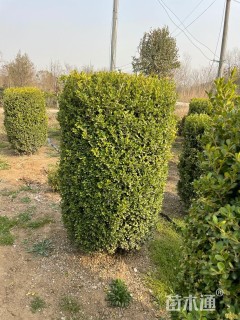 高度100厘米瓜子黄杨