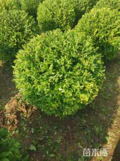 高度100厘米水蜡球