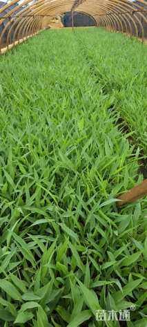 高度30厘米美人蕉