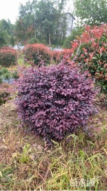 冠幅80厘米红花继木球