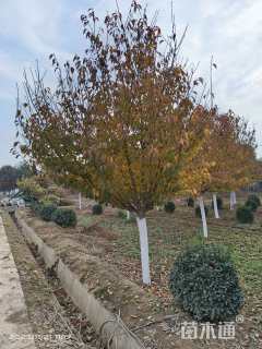 15公分日本晚樱