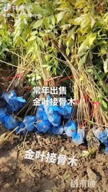 高度300厘米金叶接骨木
