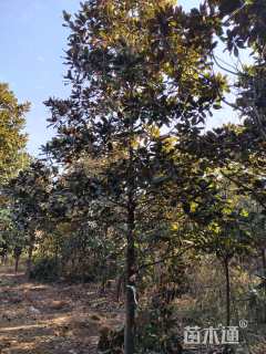 10公分红果冬青