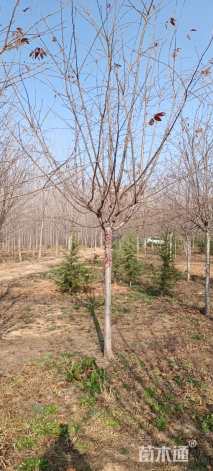 10公分染井吉野樱