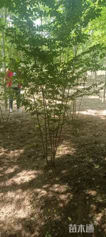 高度200厘米丛生紫荆