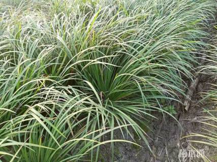 高度30厘米石菖蒲