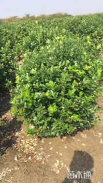 高度100厘米大叶黄杨