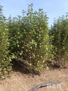 高度200厘米丛生木槿