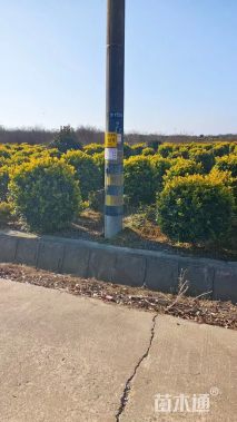 冠幅150厘米金森女贞球