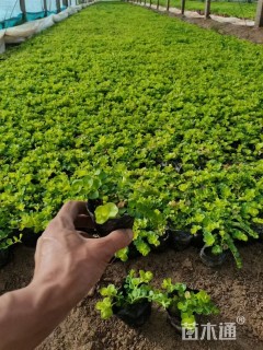 高度6厘米金叶过路黄