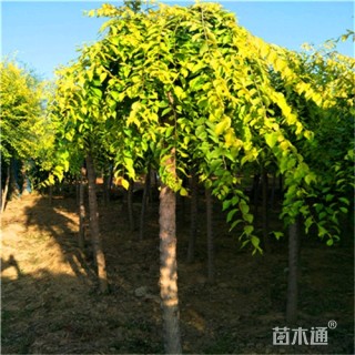 9公分金叶垂榆