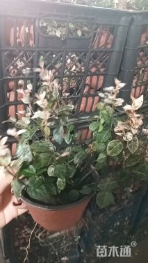 15厘米花叶络石