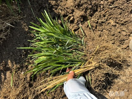 高度25厘米兰花