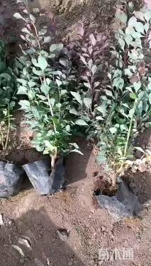高度25厘米紫叶小檗
