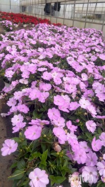 高度20厘米凤仙花