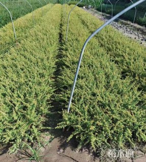 高度30厘米云南黄馨