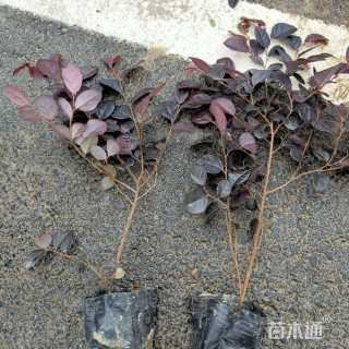 高度40厘米红花继木