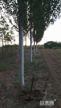 15公分新疆杨