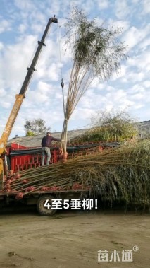 4公分垂柳