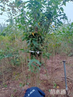 高度200厘米蜡梅